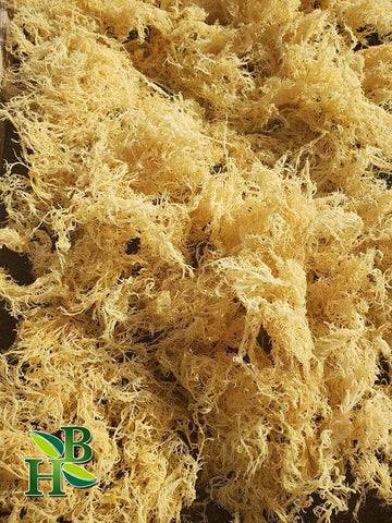 Gold Sea Moss - Premium Quality - 10lb ($25/lb)
